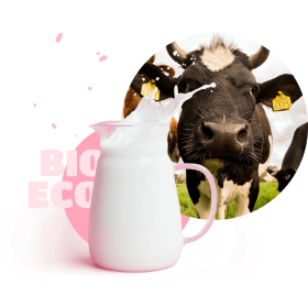 cow milk